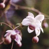 Anemonopsis macrophylla 